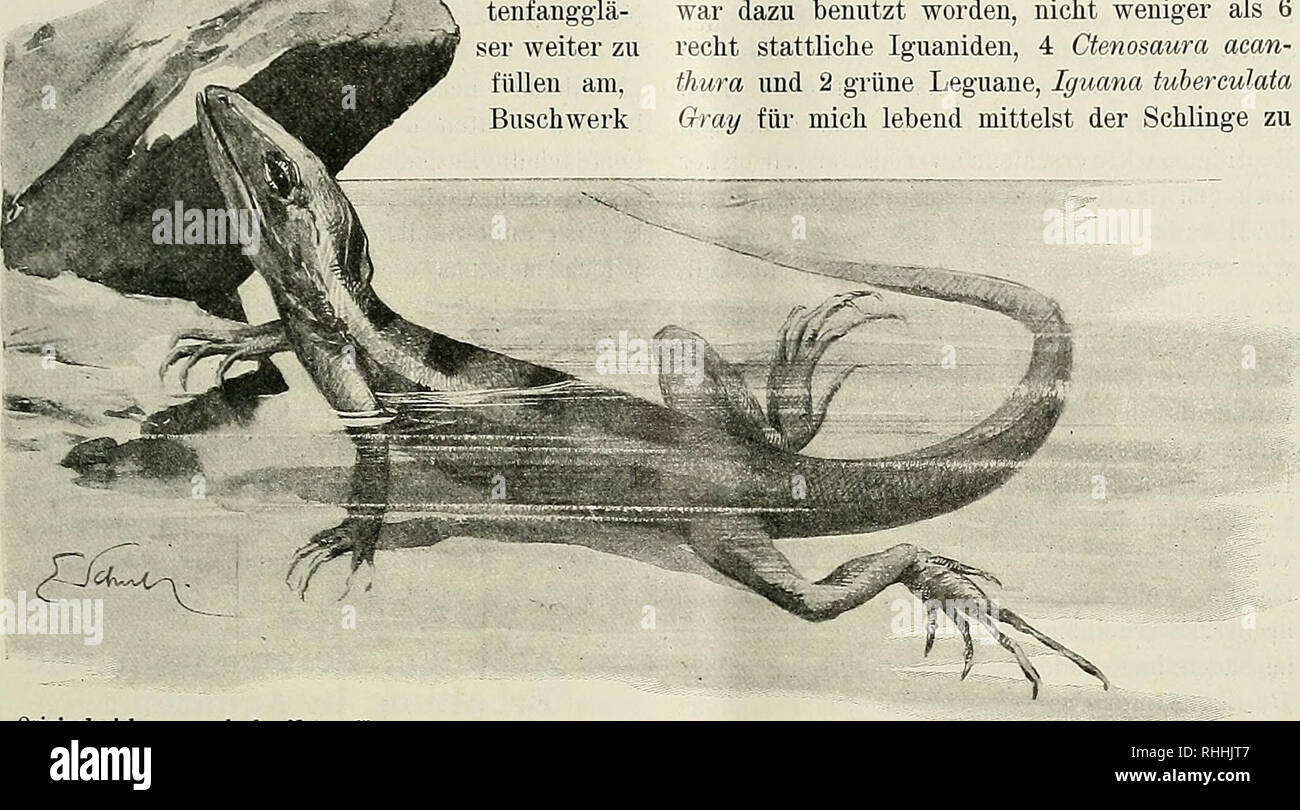 . Blätter für Aquarien- und Terrarien-Kunde. Paul Krefft: Echsenjagd mit Feuergewehr dm. 89 feuchten Boden aufwies. Noch öfters sah ich am Wegesrande in Büschen Basilisken Artikel, oder vielmehr ich sah sie erst, als sie mit Windeseile Abb. jagten, und kam daher nicht zum Schuss. Forst am Bande einer sumpfigen Waldwiese, sterbe ich bald erreichte, sollte mir das Jagdglück nochmals sein. Als ich, meine Insek-tenfangglä-ser weiter zu füllen, Buschwerk Grösse unserer Perleidechse etwa, aber weniger lebhaft, braun und grau gefärbt, sterbe ich am Fusse eines Baumstammes mit Schrot erlegte. B Stockfoto