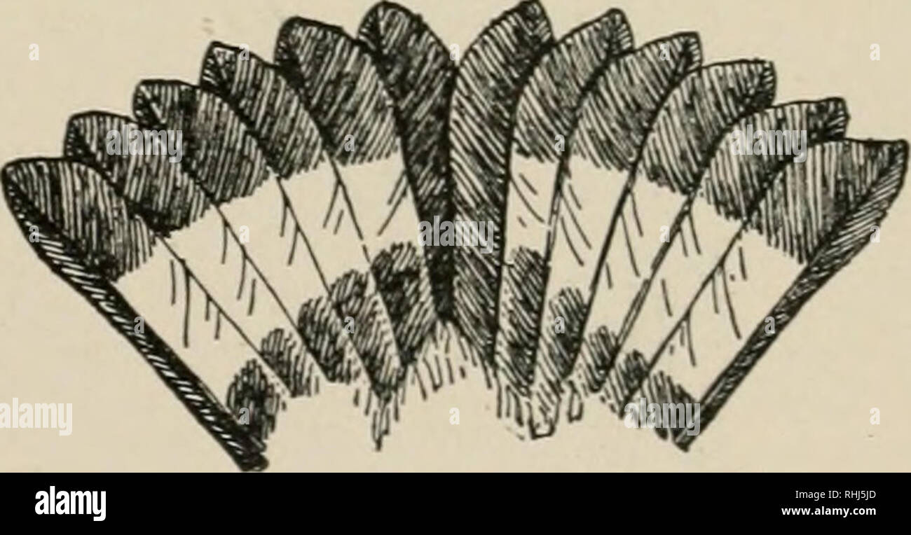 . Die Vögel des östlichen Nordamerika bekannt östlich des 19. Meridian auftreten ... Vögel. Kopf und Schwanz, Schwarz und Schnäpperrohrsänger. Krone, stumpf grau; zurück, Olive grün; Hüfte und Bauch, Gelb; Schwanzfedern mit weißen Flecken in der Mitte. Schwarz und Schnäpperrohrsänger. Maculosa Dendroica. Siehe Nr. 500. Inderparts, hell gelb; Krone, Gelb; Rücken und Keule, helle Olivgrün; einen schmalen schwarzen Streifen von Bill auf Augenhöhe. Blau = winged Warbler. Helminthophila pinus (männlich). Siehe Nr. 487.. Bitte beachten Sie, dass diese Bilder aus gescannten Seite Bilder, die digital für reada gesteigert wurden extrahiert werden Stockfoto
