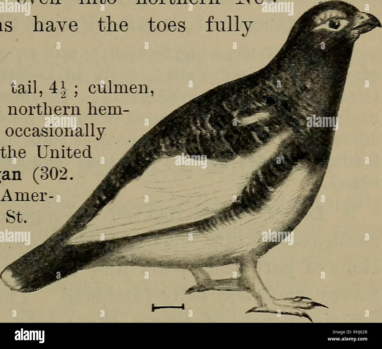. Vögel der Usa östlich der Rocky Mountains, ein Handbuch für die Identifizierung von Arten in der Hand oder im Busch;. Vögel, Vögel. FAM. XXXIV. Auerhahn, REBHÜHNER, etc. 225 Dies ist eine reiche Vogel in den arktischen Regionen, sondern nistet nicht weiter südlich als zentrale Labrador, obwohl im Winter nach Süden wandert, auch in den nördlichen New York. Die schneehühner haben die Zehen voll befiedert. Länge, 14-17; Wing, 7 |; Schwanz, 4 |; culmen,. Nördlichen Teile des nördlichen Saum - Ikugelförmig; Süden im Winter gelegentlich in die nördliche Grenze der Vereinigten Staaten. Der Rock Ptarmigan (302. Layb Stockfoto