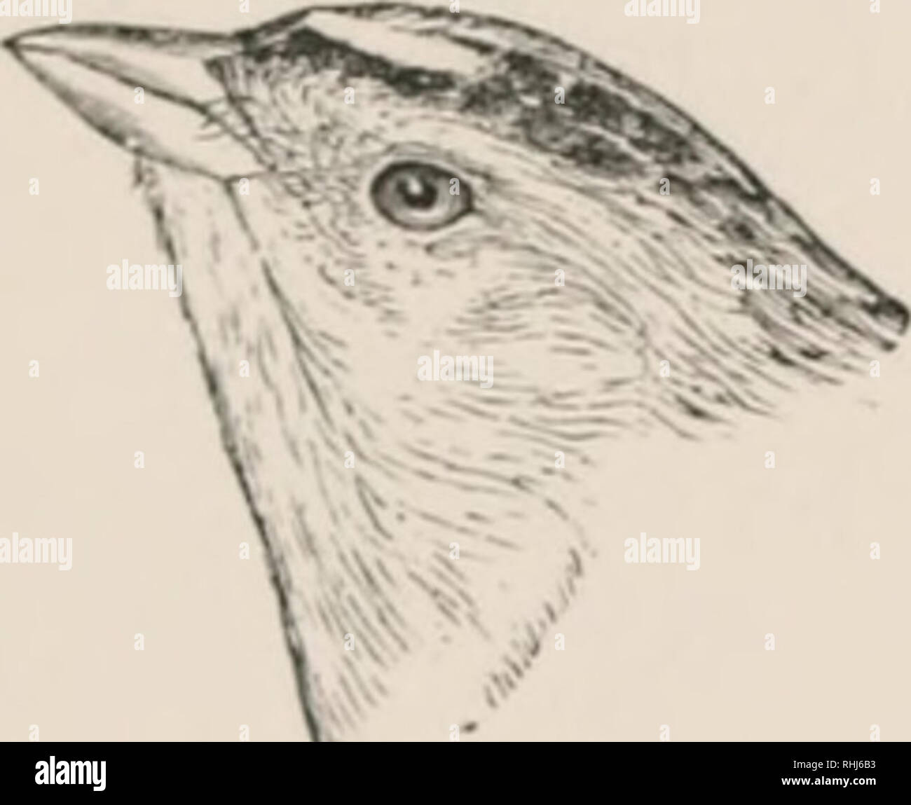 . Die Vögel des östlichen Nordamerika: bekannt zu östlich des 90. Meridian auftreten. Vögel - Nordamerika. 228 KKV ID I DE I'. IKDS von KASTKKN AMKKU NOKT 1I "A. Familie FRINGILLID/E. Spatzen, Finken, fichtenkreuzschnabel, etc. Erste primäre, nicht kurz, nie weniger als zwei Drittel so lang als zweite oder dritte; Bill, Stout und Konischen; Nase hoch, in der Nähe der culmen;PRI-maries, 9; Tarsus, abgeflacht. Gruppe 1. Flügel, 1,75 und 2,13 Zoll lang.. , Aiimm'l: imii - lucouteil. Ich op von Kopf, schwärzlich, mit tawny Streifen in der Mitte,. • Hid-t: ivny Streifen über jedes Oyo. Die leconte Spatz. At> H>">< l Stockfoto