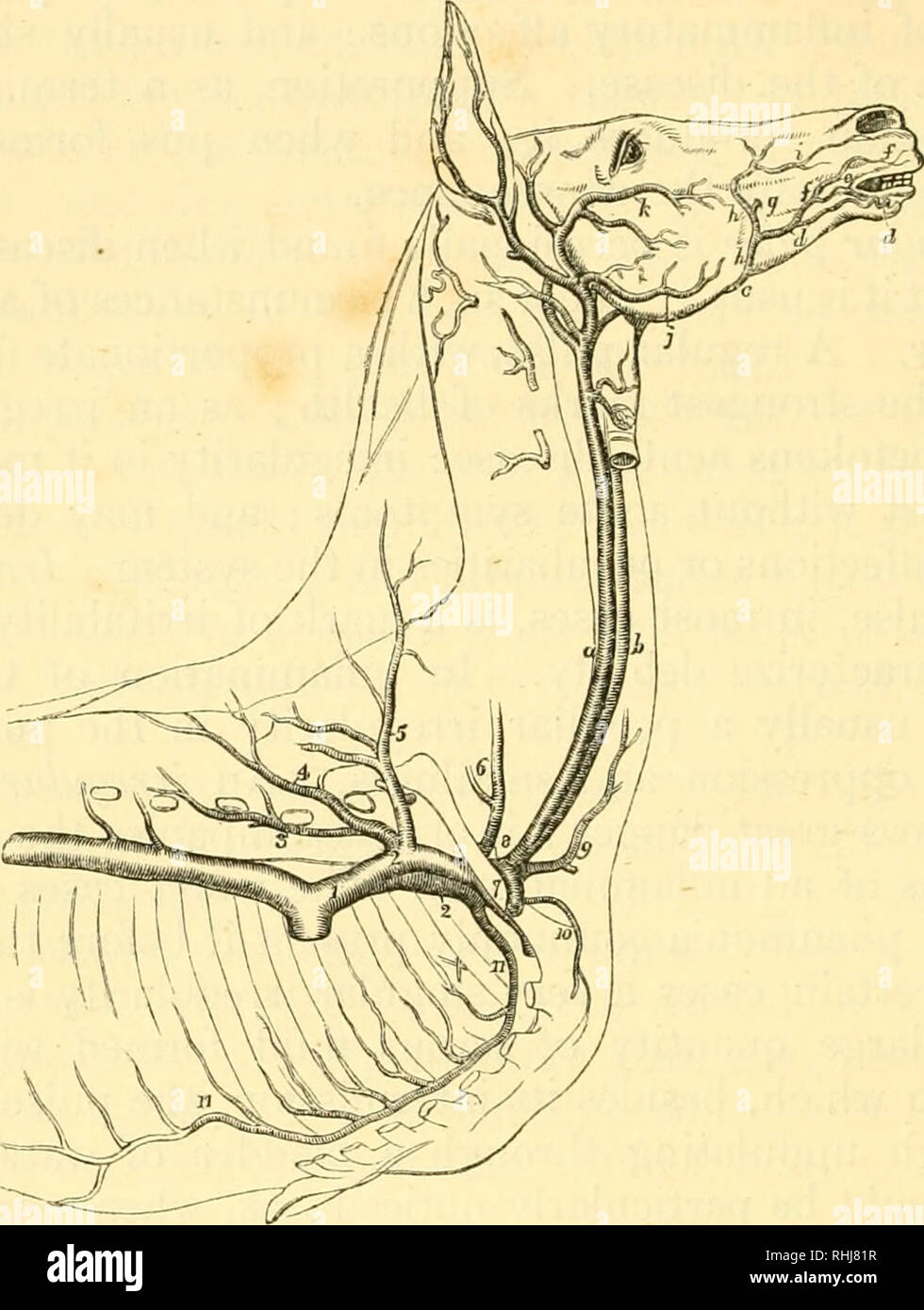 . Blaines umreißt der tierärztlichen Kunst, oder, eine Abhandlung über die Anatomie, Physiologie und heilende Behandlung der Krankheiten des Pferdes, und nachrangig, die von gepflegten Rinder und Schafe... Pferde; Veterinärmedizin. 128 DIE VERTEILUNG DER ARTERIEN. Aber zurück zu dieser Abteilung, die ursprüngliche Amtsleitung abgegeben hat ein paar kleinen Arterien sofort am Entstehungsort, genannt der Koronargefäße, die das Herz selbst mit Blut {Abb. 13. 3).. Abb. 9. Der Thorax, geteilte Anzeige die VERZWEIGUNG DER ANTERIOREN AORTA. a, der linken Halsschlagader. b, die riglit Halsschlagader. c. Die submaxillary. d. Die Stockfoto