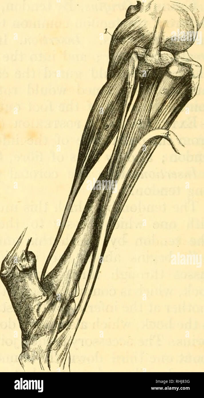 Tibia muskel pferd -Fotos und -Bildmaterial in hoher Auflösung – Alamy