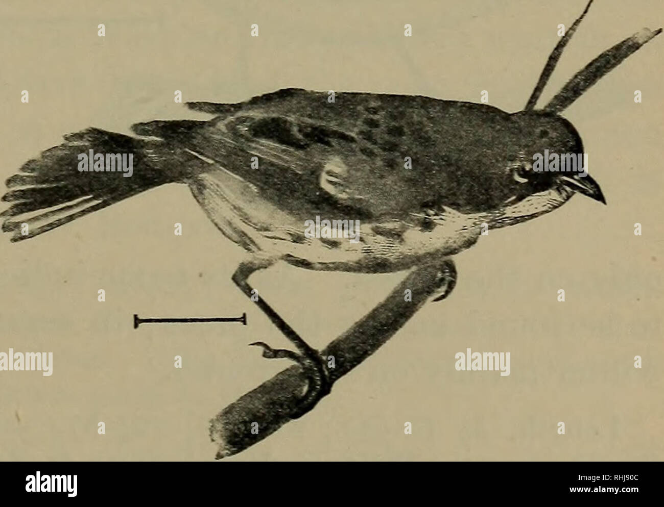 . Vögel der Usa östlich der Rocky Mountains, ein Handbuch für die Identifizierung von Arten in der Hand oder im Busch;. Vögel, Vögel. FAM. Vii. Holz GRASMÜCKEN 87 Bars deutlich, und weiße Flecken in der Nähe der Spitzen der unter Schwanzfedern. Eine südliche Grasmücke, mit einigen der Gewohnheiten eines "Kriechgang" zwischen den Baumwipfeln. Lenslh, 2 | (23-2!); Schwanz, 2 südlichen Vereinigten Staaten; Zucht von Virginia nach Süden, und Überwinterung von Florida gegen Mittag zufällig in New York und Massachusetts. Die Platane Warbler (G63 ein. D. d. albilord) ist eine Vielzahl sehr ähnlich wie die gelb-throated, Bu Stockfoto