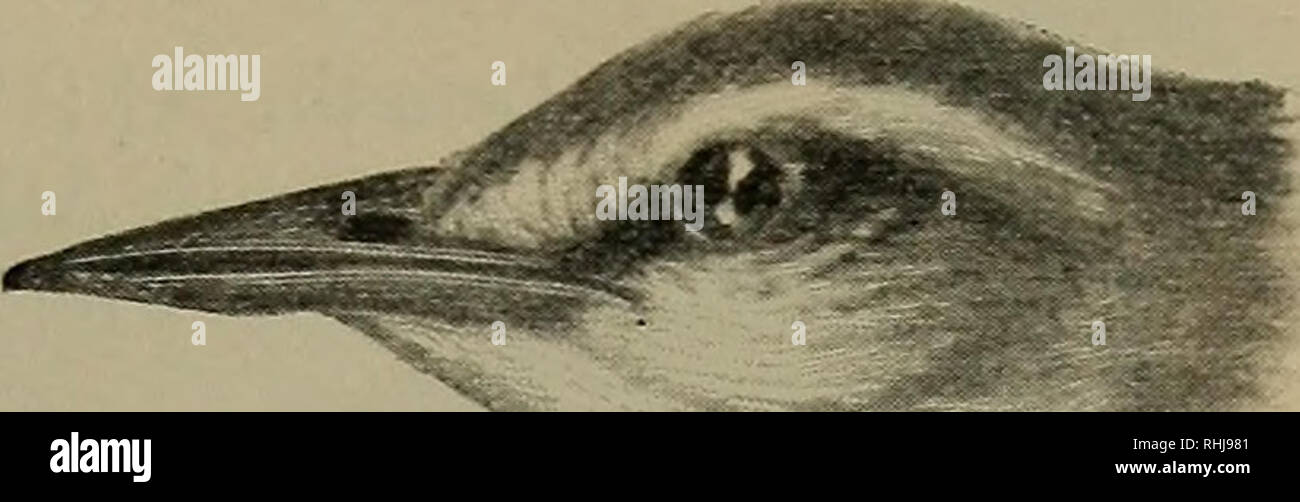 . Vögel der Usa östlich der Rocky Mountains, ein Handbuch für die Identifizierung von Arten in der Hand oder im Busch;. Vögel, Vögel. FAM. Vii. Holz GRASMÜCKEN 77, (2 §-3); Schwanz, 2 |; Tarsus, f; culmen, J. östlichen Vereinigten Staaten, im Norden an Virginia und im südlichen Michigan; Süden im Winter ins nördliche Südamerika; Rasse - ing während der gesamten Vereinigten Staaten. -- Â â Swainson's Warbler Flügel, %3. Swainson's Warbler (638. Helinhia swainsbnii). ÂA bräunlich Warbler, mit Weißlichen unter Teile, schräge Gelb auf die Mitte zu, und Gräulich an den Seiten. Diese gronnd Warbler des Südlichen Stat Stockfoto