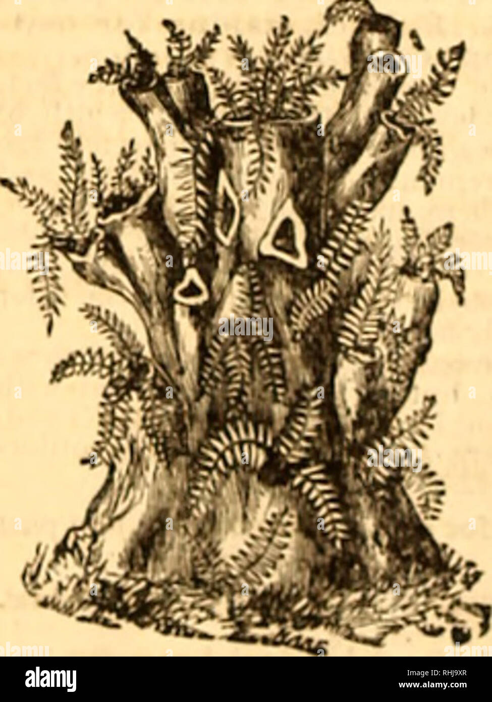 . B.K. Glückseligkeit &Amp; Söhne Herbst Katalog und floralen Guide, 1874-75: enthält eine Auswahl Sammlung niederländischer und Cape Blumenzwiebeln, bestehend aus Hyazinthen, Tulpen, Narzissen, Krokus, Iris, Lilien, Gladiolen, Anemonen, Ranunkeln, Ixias, Oxalis, sparaxis, s. Baumschulen New York (State) Kataloge; Blumen Samen Samen Kataloge Kataloge; Gemüse; Garten Kataloge. FLOWER POT KLAMMERN, dieser kleine Vorrichtung soll die Kultur zu fördern und die Freude an Blumen. Es ist so geformt, dass überall dort, wo ein Nagel o Haken gefahren werden kann, gibt eine Vase oder Blumentopf kann stetig und se Stockfoto