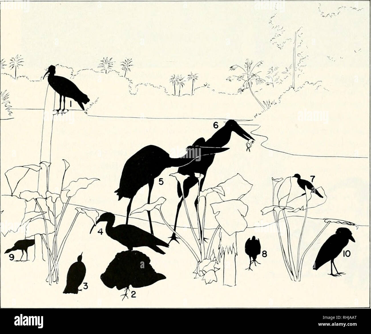 . Vögel der Welt, wie im Lebensraum Gruppen in Chicago Natural History Museum gezeigt. Vögel. Brasilianische WASSERVÖGEL Ausstellung in Chicago das Natural History Museum. Diagramm ILLUSTRA- TING AUSSTELLUNG DER BRASILIANISCHEN WASSER VÖGEL 1. Cayenne ibis [Mesembrinihis cayen - nensis) 2, 3. Sonne - rohrdommel (Eurypyga helias) 4. White-throated Ibis (Theristicus caudatus) 5, 6. Jabiru (Jabiru mycteria) 7. Sonne - grebe (Heliornis Julica) 8, 9. Purple gallinule (porphyrula Marti-Nica) 10. Boot-billed Heron (Cochlearius Cochlea-Rius) I. Bitte beachten Sie, dass diese Bilder aus gescannten Seite Bilder, digitall wurden extrahiert werden Stockfoto