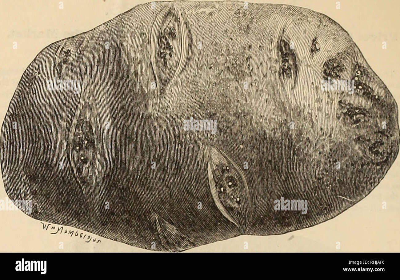 . B.K. Glückseligkeit und Söhne' Circular der Kartoffel die Prämien für 1876. Kartoffeln Kataloge; Gemüse Samen Kataloge. 4 Tt. K. BLTSS &Amp; Söhne' CIRCULAR OP KARTOFFEL PRFMTTTMS.. ALPHA. (Pringle.) Die EAKLIEST VIELFALT IM ANBAU. Im Jahr 1870 erhöht, durch C.G. Pringle, Urheber der Schneeflocke, und einem oder unseren erfahrensten Hybridizers, von Saatgut auf frühen Rose getragen und durch Pollen von Sebcc imprägniert. Eine sehr frühe Sorte für Hof und Garten Kultur, auch für das Forcen unter Glas; fit für die Tabelle zehn oder fünfzehn Tage vor Beginn der Rose. Knollen von mittlerer Größe, länglich, etwas abgeflacht, mit cm s aber Stockfoto