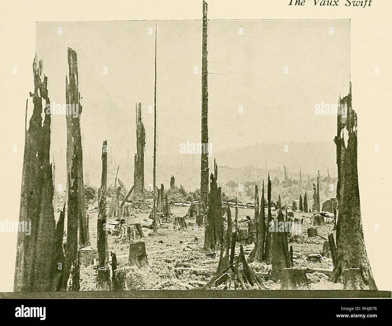 . Die Vögel von Kalifornien: eine komplette, wissenschaftlichen und populären Berücksichtigung der 580 Arten und Unterarten von Vögeln im Zustand gefunden. Vögel, Vögel. Die Vaux Swift. In Humboldt County Foto von der Autor ein STUMPSCAPE DIESE RUINEN EINER REDWOOD FOREST bieten attraktive NISTPLÄTZE ZU VAUX SWIFTS Behörden.-Woodhouse {Acanthylis pelasgia), Rep. sitgreaves Expl. Zuni und Oberst R., 1853, S. 63, Teil (Calif.); Bendire, Leben Hist. N. bin. Vögel, Band II, 1895, S. 183. pi. 1, Abb. 26 (Ei); J. Mailliard, Bull. Cooper Orn. Club, ich., 1899, S. 44 (Santa Cruz Id., Migr.); Taylor, Condor, Vol. VII., Stockfoto