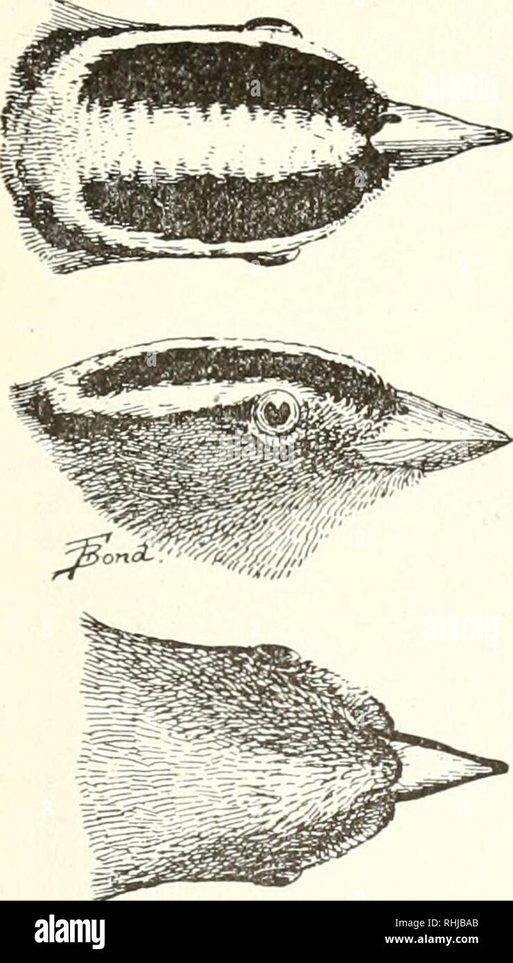 . Die Vögel von Wyoming. Vögel - Wyoming. Die Vögel von Wyoming. 129 Nord- und Mittelamerika, S. 336) bezieht sich diese Arten zu Zono - trichia leucophrys leucophrys (Forster). 554 ein. Zonotrichia leucophrys gambelii (Nutt.). Gambei der Spatz. Zugvögel; Hütte gemeinsame. Es gibt so viele Veränderungen in der Anordnung der Sorten dieser Art und dieser Gattung, die mehr oder weniger Verwirrung wird sicherlich Ergebnis, und einige der Daten giv-en Hier müssen mit Vorbehalt betrachtet werden. Drexel berichtet diese Vielzahl von Fort Bridg - äh, und ich habe gelernt, dass diese von Herrn Ridgway als bestanden wurde. Stockfoto