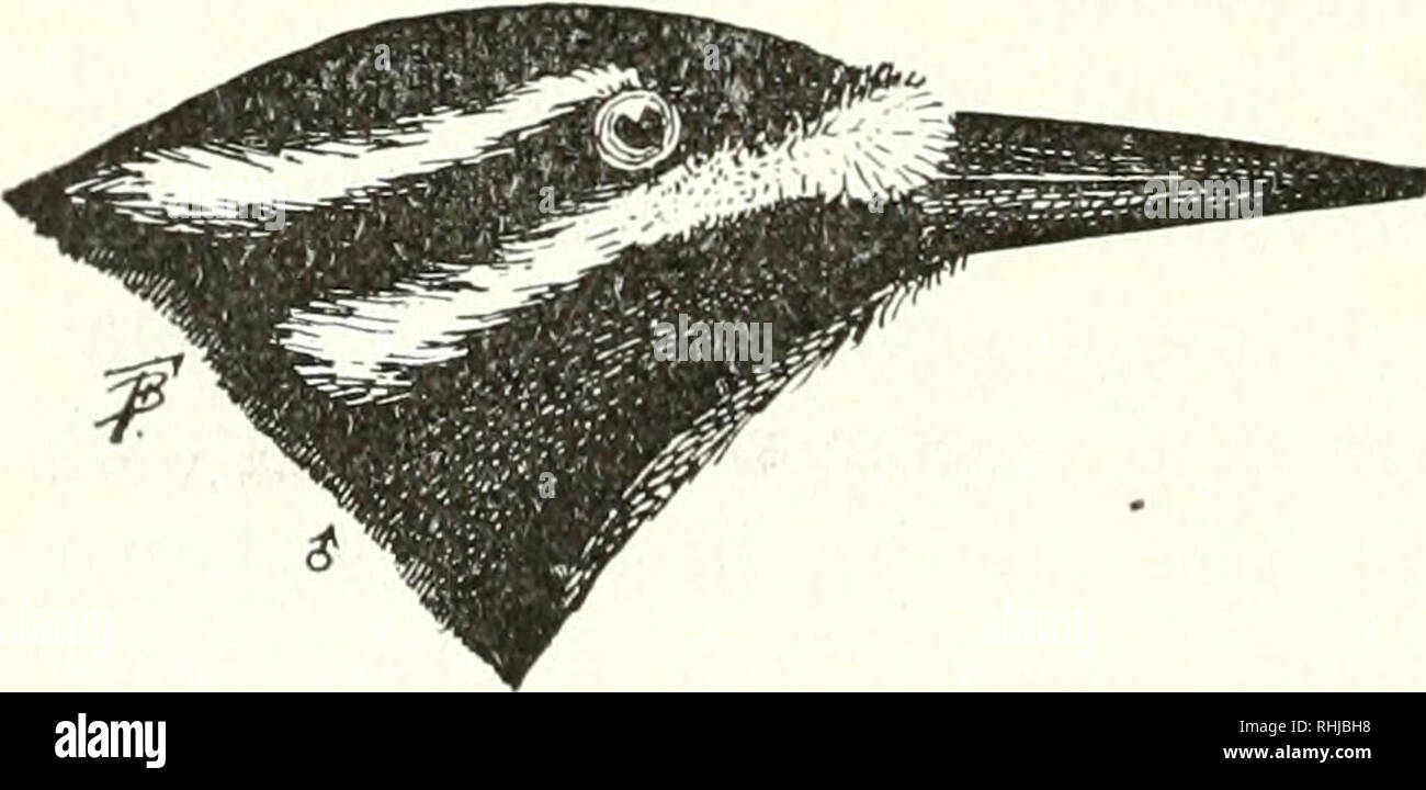 . Die Vögel von Wyoming. Vögel - Wyoming. 90 Wyoming Experiment Station. 402. Sphyrapicus Varius (Linn.). Yellow-bellied Sapsucker. Möglicherweise ein Sommer mit Wohnsitz; aber es gibt keine Zucht-Datensätze. Grinste Berichte es eher unter den großen Holz auf der Medizin Bow River reichlich; Hayden erfasst speci - mens 12.08.at Laramie Peak 9 1856; Holz nahm Exemplare auf der Medizin Bow River August 9th, 1856; Holden Berichte aus der Nähe von Sherman. Es gibt ein Muster in der Sammlung, die in Carbon County übernommen wurde. 402 ein. Varius Sphyrapicus nuchalis Baird. Rot-naped Sapsucker Stockfoto