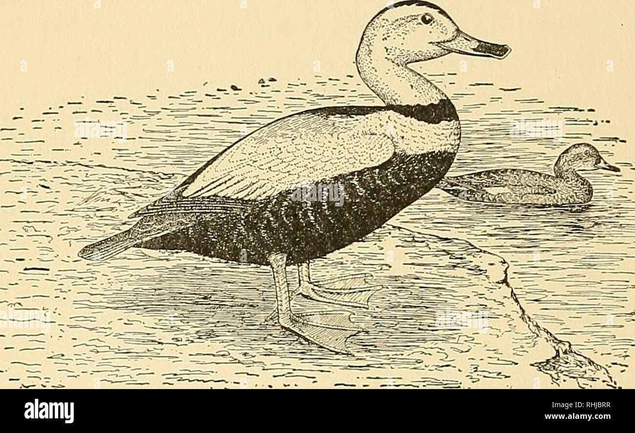 . Vögel von Massachusetts und anderen Neu-England-Staaten. Vögel, Vögel. LABRADOR ENTE 425. Labrador Ente, nach männlich und weiblich. Camptorhynchus labradorius (Gmelin). Labrador Ente. Andere Namen: Pied Duck; Sand Shoal Duck; Skunk Ente. Beschreibung. - Bill fast so lang wie Kopf, etwa so breit wie hoch, die an der Basis arbeiten und erweitert in Richtung Ende; Zähne des oberen Unterkiefer leicht, schräg, der unterschnabel Lang; Flügel eher kurz, ersten und zweiten Prim - Widder am längsten; Schwanz ziemlich kurz, zwei Fünftel der Länge des Flügels; große Füße, Zehen Schwimmhäute zu extremen Spitzen. Erwachsene männliche: Kopf, Hals, skapuliere und Flügel vor allem Weiß Stockfoto