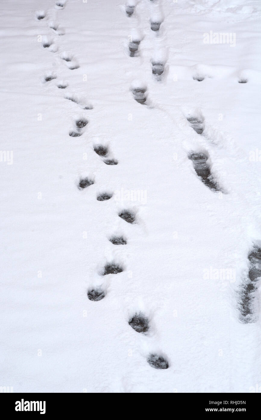 Spuren im Schnee von einem Mann, der seine Hunde links Stockfoto