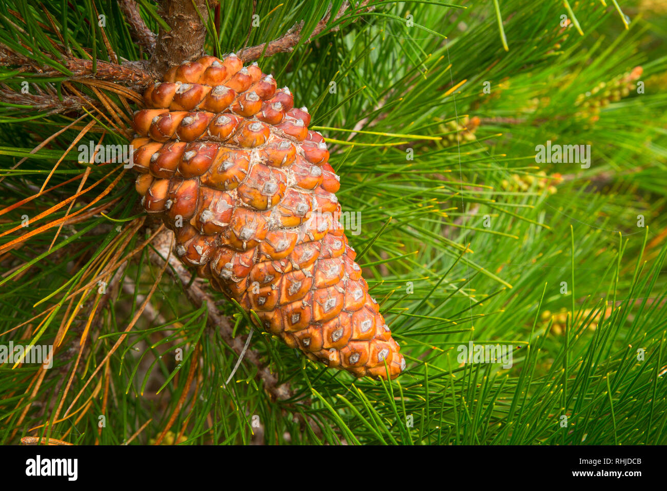 Pine Cone (Pinus muricata), Jughandle State Reserve, Kalifornien Stockfoto