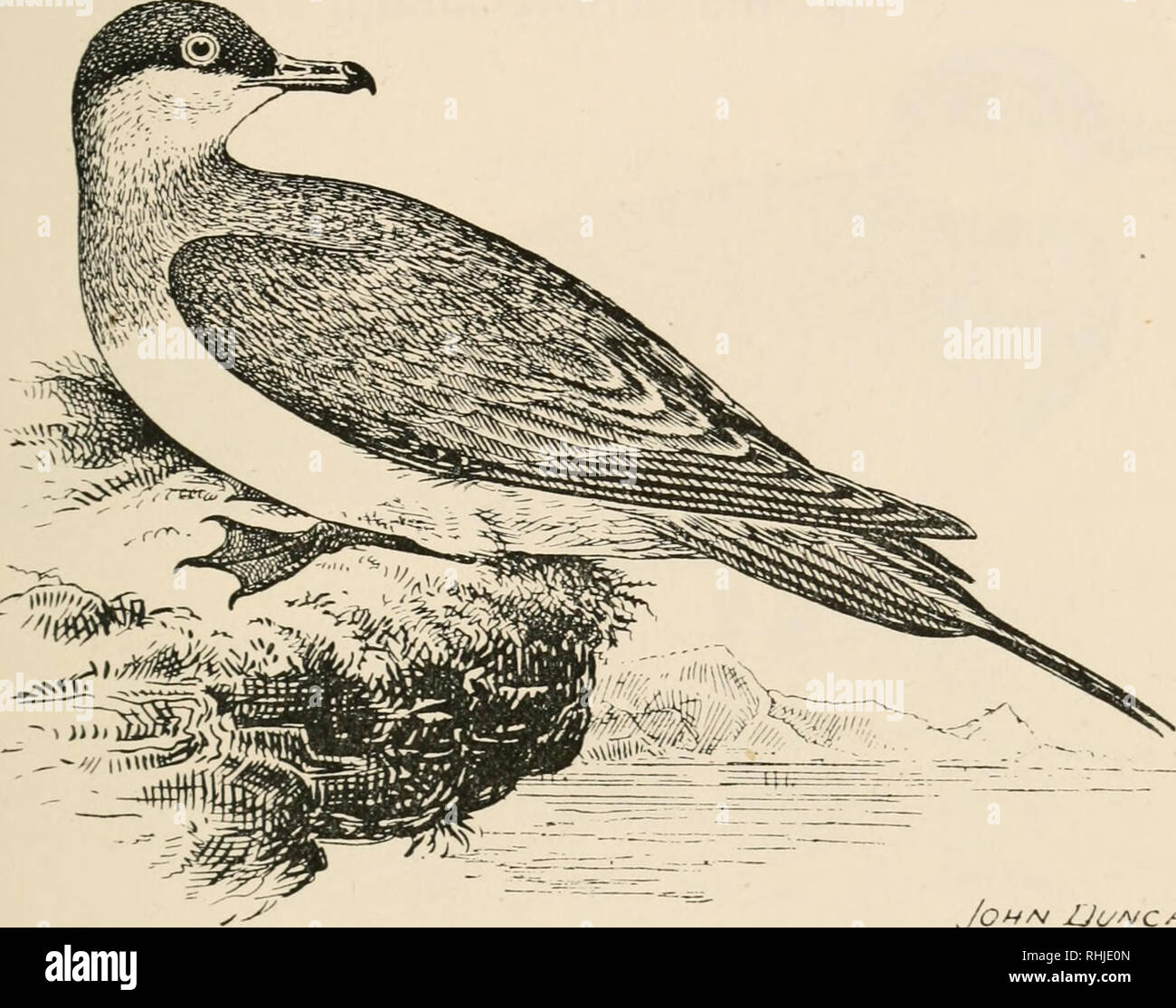 . Vögel der Britischen Inseln. Vögel - Großbritannien; Vögel - Irland. Vögel der Britischen Inseln. .55 1 Ricbarb 60 iV 6 Qxn.. Jo&gt;-t^^ Uiy CMfs/Richardson's Skua {Eulen Swainson Richardsoni) Eines unserer Sommer Migranten. Er bewohnt die nördlichen Paläarktis Region und der nearktischen Faunenregion Region. Der Erwachsene hat die oberen Teile meist slaty-Grau; Hals, mit gelblich-buff gefärbt; unter, weiß; Seiten der Bauch, unteren Teil des letzteren, und am Schwanz - deckfedern, getönt mit bräunlich-grau; zentrale schwanzfedern, länglich und deutlich über die Enden der Flügel Federn, der Lat. Stockfoto