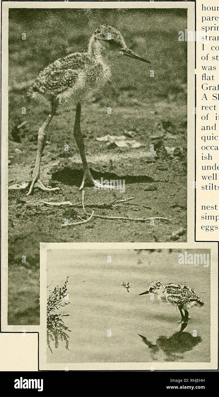 . Die Vögel von Kalifornien: eine komplette, wissenschaftlichen und populären Berücksichtigung der 580 Arten und Unterarten von Vögeln im Zustand gefunden. Vögel, Vögel. Die Black-necked Stelze erst mehrere Stunden nach dem Schlupf vergangen sind; und er fühlt sich ausgesprochen blass und tottery, wie ein junges Fohlen, bis an den Tag nach. Nicht einmal in der Stunde der Not supremest wird die besorgten Eltern kommen in der Nähe von ihrem weg - Frühling in Anwesenheit eines Fremden. In der Tat ist die einzige Weise, die ich sichern diese Porträts von ständigen Vögel, wo ein Blinder nicht durchführbar war, wurde zu flach auf dem Boden liegen, mit der Graflex, neben einer Schraffur Nest Stockfoto