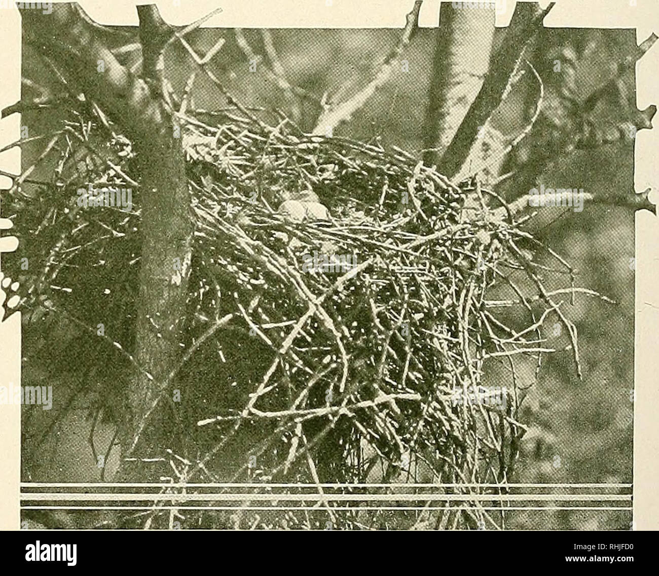 . Die Vögel von Kalifornien: eine komplette, wissenschaftlichen und populären Berücksichtigung der 580 Arten und Unterarten von Vögeln im Zustand gefunden. Vögel, Vögel. Der Red-bellied Hawk Verschachtelung.-Nest: Der Stöcke, gefütterte gleichgültig mit Rinde - Streifen, die im Baum, Eukalyptus, Sycamore platziert, oder Live Oak. Eier: 2 bis 4; in der Farbgebung wie bei vorhergehenden Arten, aber in der Regel viel stärker pigmentierten, manchmal mit erheblichen undershell Kennzeichnung von vinaceous Grau. Av. Von 14 Sätzen, 38 Eier: 52,8 x 41,0, (2,08 x 1,65); Index 79,3. Extreme: 47.75-56.9 von 40.1-43.7 (1.88-2.24 von 1,58-1,72). Saison: Stockfoto