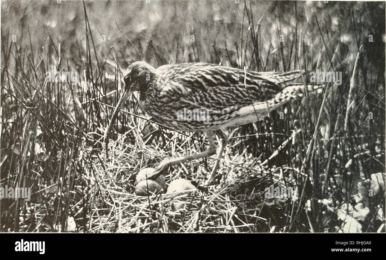 . Vögel von Amerika;. Vögel - Nordamerika. 254 VÖGEL VON AMERIKA. Courltsy Freizeit mroSONIAN ESKIMO CURLEW CURLEW Numenius Borealis (J. K. ICH - "nrster) A. O US Nummer 266 Siehe Farbpalette 38 Andere Namen.-Fute; Teig- oder Doe-Vogel; Wenig; Curlew Prairie Taube. Allgemeine Beschreibung.-Länge, 15 Zoll. Farbe wie die des Hudsonian Curlew, aber mehr rötlich. Bill schlanke, geschwungene, und etwa doppelt so hoch wie die Länge der Leiter; Zehen Schwimmhäute an der Basis. Farbe.- Obere Teile, bräunlich-schwarz geflammt mit hellen Braun; Krone, ohne zentrale Leitung: Streifen über Auge von weißlich; unter Teile, ta Stockfoto