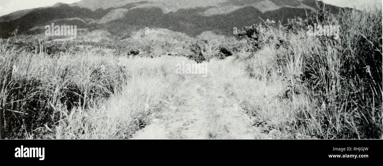 . Die Vögel des Mt. Isarog Nationalpark, Southern Luzon, Philippinen, insbesondere in Bezug auf höhenverbreitung. Vögel. Abb. 2. Auf der westlichen Seite des Mt. Isarog von ca. 250 m. Beachten Sie die Wiese Vegetation im Vordergrund und die geräumten Gebiete an den unteren Hängen des Berges. Die obere Zone ist in Wolken gehüllt. (Foto Mai 1988 von L.R. Heaney.) auf Mt ognized. Isarog: parang Grünland, Auwald, Bergwald, und moosigen Wald. Brown's Klassifikation wurde für die Beschreibung der Pflanzen von Mt entwickelt. Makiling (=Maquiling), zentrale Lu-zon, in Erwägung nachstehender Gründe: Stockfoto