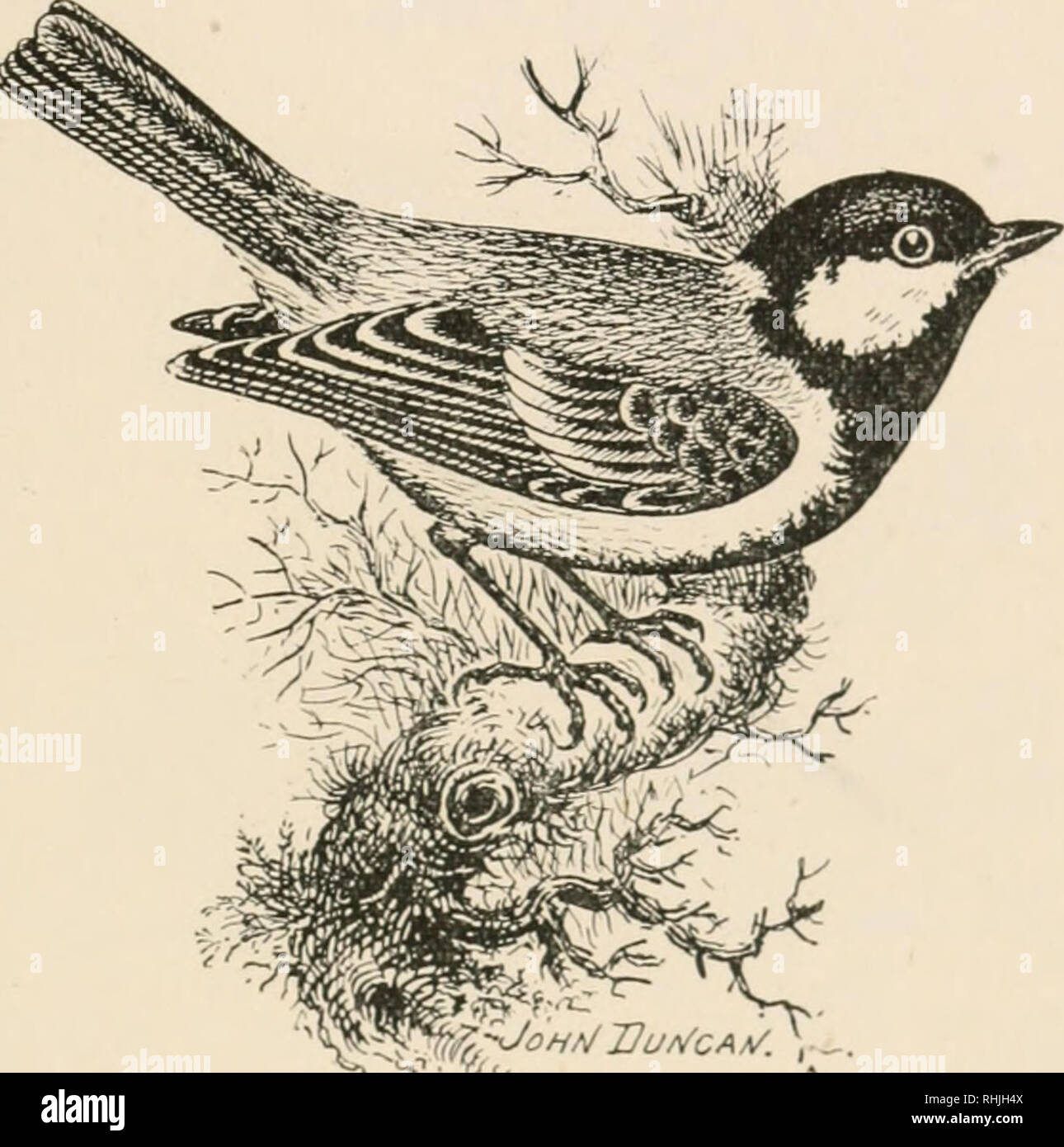 . Vögel der Britischen Inseln. Vögel - Großbritannien; Vögel - Irland. Vögel der Britischen Inseln. 75 (Brcat^ itmouec. '^ f-^ JoHA/Stunden/CA/i/. Die große Meise {Parus major^ Linnrcus) ist eine der häufigsten und am weitesten verbreiteten Der ansässigen Meisen in der Britischen Inseln gefunden. Es ist auch ein Bewohner Arten, die im zentralen und südlichen LLurope sowie Ostasien, und sie tritt in einigen Teilen des nördlichen Afrika. Der Erwachsene hat den Kopf und die Kehle glänzend schwarz, irisierende mit satten Blau; Ohr - deckfedern und Wangen, weiß; Nacken, gelblich-grün, zeigt einen weißlichen Fleck in der Mitte; Hack Stockfoto