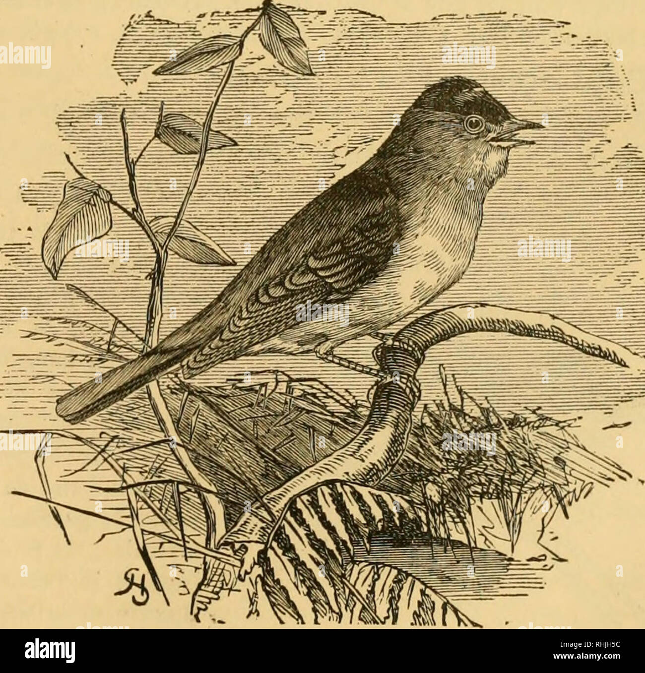 . Die Vögel von Essex: ein Beitrag zur Naturgeschichte des Landes. Vögel. Gemeinsame VVHITETHROAT Whitethroat: Sylvia cinerea. Lokal, "Haychat" oder "Hayjack." Eine sehr häufige Sommer Besucher, Anfang April bis September anreisen und übernachten. Ich habe, auf einer oc-casion, bekannt in Essex Mitte auftreten - Win-ter, ein frisches Exemplar havino^ Toten durch die Gärtner auf einem Haufen Kohlen in einem Nebengebäude in der Residenz des mein Freund Herr H. Corder, Great Baddow gefunden wurde, am oder um den 22. Dez., 1886, nach einem schweren Schnee-Sturm. Dies ist ein bemerkenswertes oc-currence. Ich finde die followi Stockfoto