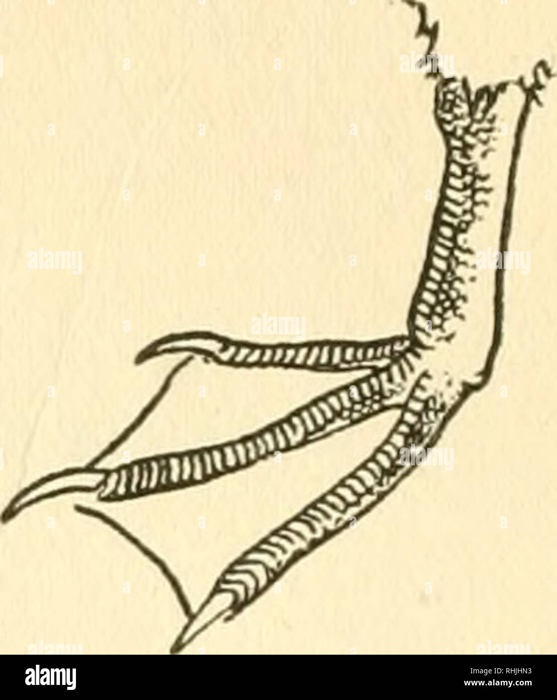 . Vögel im Osten von Kanada. Vögel. 20. B, Zehen drei (ohne hinterbeine Toe), mit Ausnahme der Dreizehenmöwe (s. 50). Abbildung 12. Alken, murres, etc. S. 45. Ii. Füße teils Webbed-Web-sites zu Jakobsmuscheln reduziert und grenzt an Klappen oder schmalen Stege an der Unterseite der Zehen. Zehen fourj^^ sofern nicht anders angegeben. Bitte beachten Sie, dass diese Bilder sind von der gescannten Seite Bilder, die digital für die Lesbarkeit verbessert haben mögen - Färbung und Aussehen dieser Abbildungen können nicht perfekt dem Original ähneln. extrahiert. Taverner, S. A. (Percy Algernon), 1875-1947. Ottawa, J. de L. Taché, Drucker Stockfoto