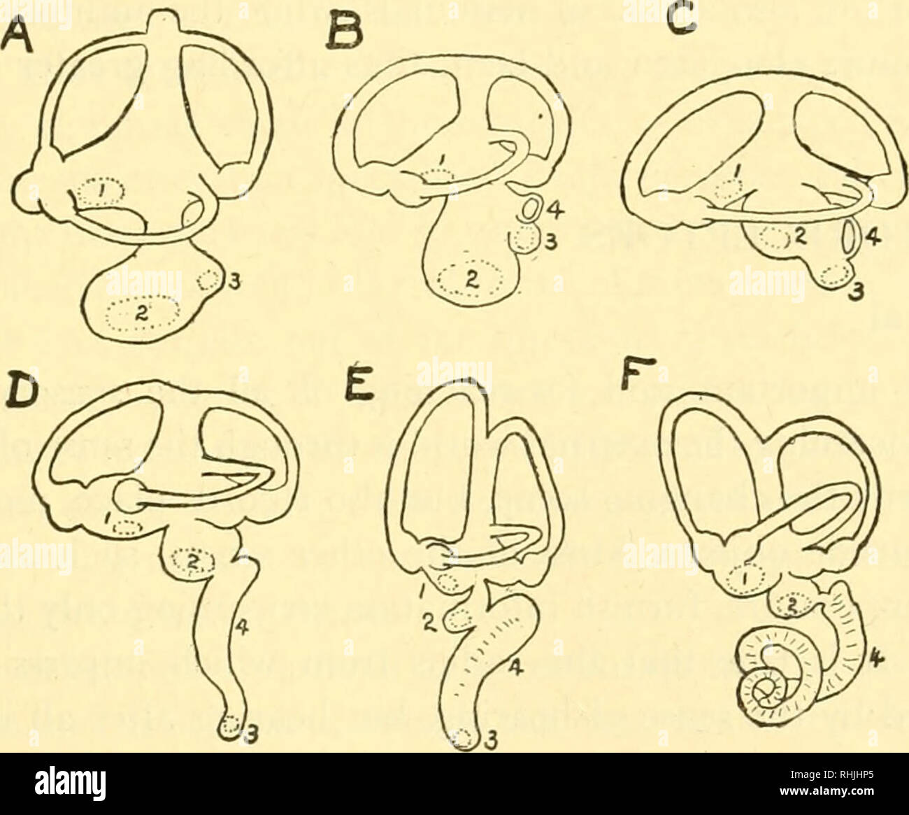 . Biologie der Wirbeltiere: eine vergleichende Studie des Menschen und seine tierischen Verbündeten. Wirbeltiere; Wirbeltiere -- Anatomie; Anatomie, Vergleichende. Anschlüsse der Eintrag 8. o3 In Frösche und Kröten, nicht aber in der urodcles spiracular Kluft vergrößert in das Tympanon, das ist nicht richtig ein ''Middle Ohr", da keine externen Ohr vorhanden ist. Eine große externe Trommelfell, durch ein Gewinde mit dem inneren Ohr verbunden ist, ist auf der Ebene der Haut platziert und ist daher viel zu Verletzungen ausgesetzt. Die erste echte Hörnerv Terminals werden in amphib - ians in Form der Makula neglecta und die Papille Stockfoto