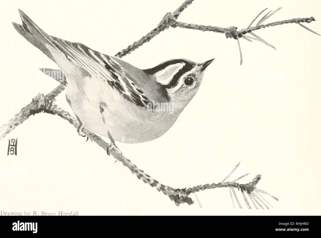 . Vögel von Amerika;. Vögel - Nordamerika. Vögel VON AMERIKA GOLDEN GEKRÖNTE KINGLET Regulus satrapa satrapa Lichtcnstcln A. n. Us Niiml. äh 748 Andere Namen.- Goldeii-Crested Kinglet: Gnlden - gekrönte Wren; Flamme - Crest: Feurig-gekrönten Wren: Gold-Kamm. Allgemeine Beschreibung.-Länge, 4' 4 Zoll. Obere Teile, grau: unter Teile, Olive-weißlich. Farbe.- Nach M. le: vorderer Teil der Stirn und einem breiten Streifen über den Augen, matt Weiß oder Hellgrau: Innerhalb dieser eine breite J' - shapcd Markierung von Schwarz, inclosing a narroiccr Eine der icithiii ycUozi', u' liich ist ein großer fiatcli der hellen orange oder cadmium orange. Stockfoto