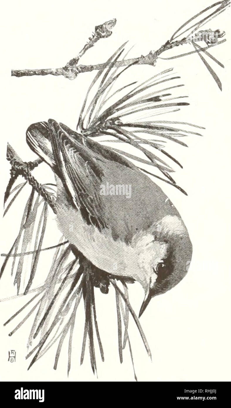 . Vögel von Amerika;. Vögel - Nordamerika. Kleiber und Kletterpflanzen 205 PYGMY KLEIBER Sitta pygmaea pygmasa J'igors Allgemeine Beschreibung.-Länge. 4'  - Zoll. Obere Teile, grau; unter Teile, Weiß und huffy - Weiß. Farbe.- Krone und hindneck. plain Hght gräulich-Olive oder Oliv-Grau, die untere zentrale Teil des Letzteren mit verdeckten Teil der Federn, huffy Weiße oder blasse Buff; Lores und Raum zurück von Augen, schwärzlich oder dusky; Rücken, Schultern, Flügel - konvertiert (mit Ausnahme der primären Verstecke), innere Flügel - Stacheln, Rumpf, obere Endstück - Höhle und mittleren Schwanzfedern, Normal tief blau-grau, die l Stockfoto