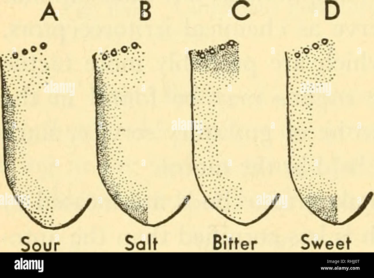 . Biologie der Wirbeltiere: eine vergleichende Studie des Menschen und seine tierischen Verbündeten. Wirbeltiere; Wirbeltiere -- Anatomie; Anatomie, Vergleichende. 782 Biologie der Wirbeltiere die Anzahl der Geschmacksknospen zu jedem vallate Papille variiert stark in unter- schiedlichen Säugetiere. Hessen hat geschätzt, dass Schafe haben 480; Kühe, 1760; und Schweine, 4760. Eine Kuh, die etwa 20 Papillen, wäre somit rund 35.000 Geschmacksknospen besitzen, während eine Giraffe, die bekanntlich über 30 Papillen zu haben, wahrscheinlich wäre noch mehr großzügig ausgestattet werden. Stahr hat die interessante Beobachtung, dass die Knospen auf t Geschmack Stockfoto