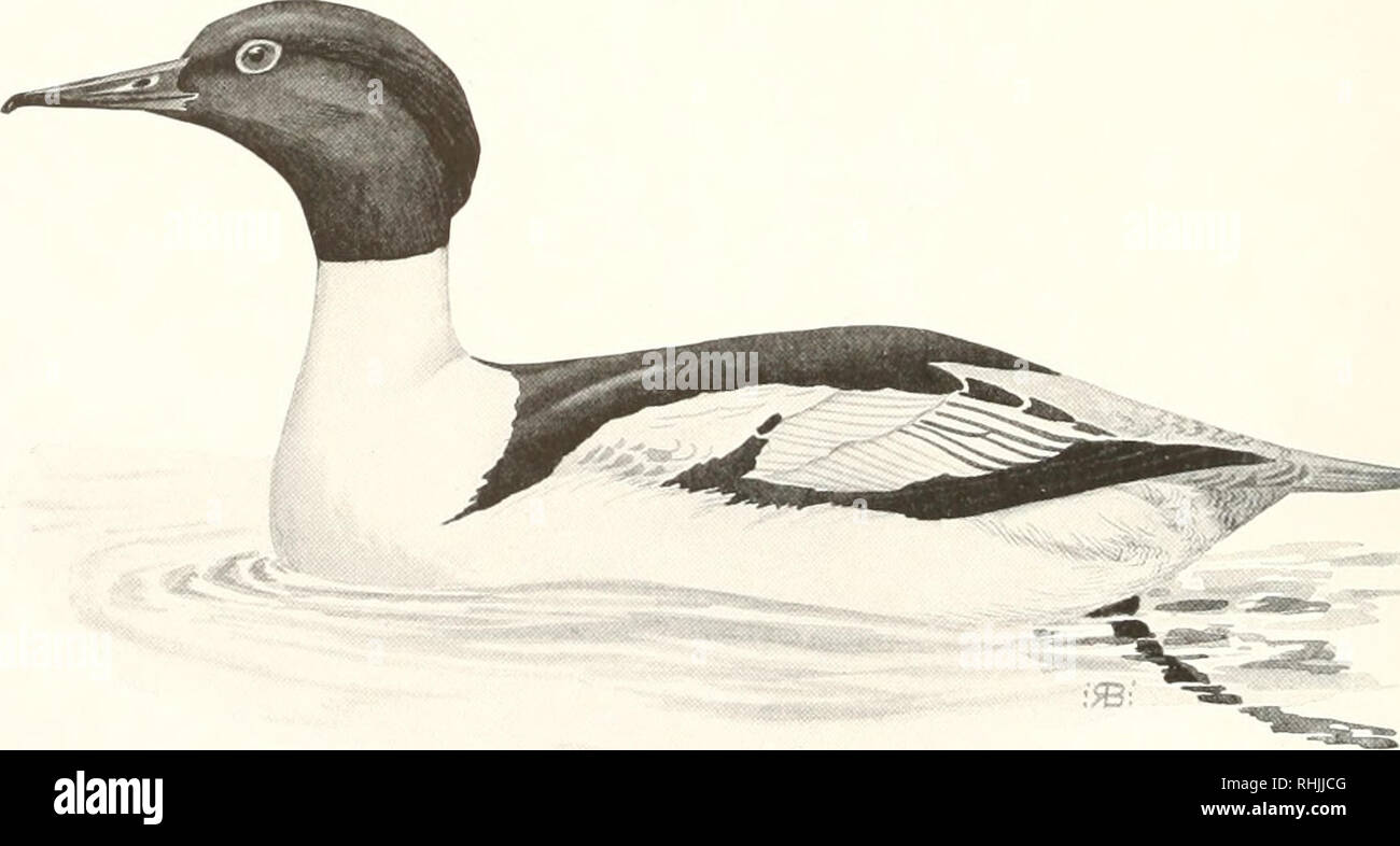 . Vögel von Amerika;. Vögel - Nordamerika. keine Vögel VON AMERIKA Mergus Merganser americanus Cassin A. O. V. ui 7 Il) Äh ug Siehe Farbpalette lo Andere Namen.-amerikanischen Gänsesäger; Amerikanische Sheldrake; Amerikanische Merganser; größere Merganser; Teich Sheldrake; große Sheldrake; Süßwasser-Shel - Drake; Winter Sheldrake; Buff-breasted Sheldrake; Buff-breasted Merganser; Angeln; Fischen Duck Duck; Sah-Rechnung; grosse Säge-Rechnung; Horn; Dun Diver (weiblich); lIorocco-Kopf (weiblich). Allgemeine Beschreibung.-Länge, 25 Zoll. Erwachsene Männchen haben den Kopf und die oberen Teile grünlich-schwarz, während die Weibchen und unreifen haben t Stockfoto