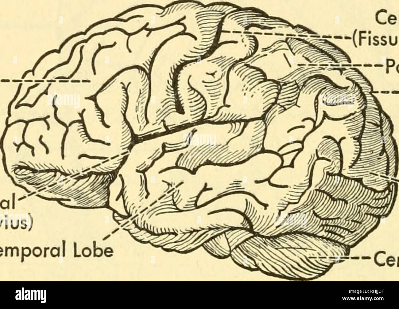 . Biologie der Wirbeltiere: eine vergleichende Studie des Menschen und seine tierischen Verbündeten. Wirbeltiere; Wirbeltiere -- Anatomie; Anatomie, Vergleichende. 7 H Biologie der Wirbeltiere wie Abschnitte sind die fornix und das Septum pellucidum. Die fornix ist ein gekrümmter Längs- band der weißen Fasern der olfaktorischen Funktion. Das Septum pellucidum, zwischen dem fornix und das Corpus callosum, ist eine dünne mittlere Wand zwischen dem lateralen Ventrikel. Zwischen den beiden Schichten des Septum ist eine Vertiefung, die die "fünfte Ventrikel bezeichnet worden ist", ein Begriff, der Tunate unfor ist - angesichts der Tatsache, dass es nicht d Stockfoto