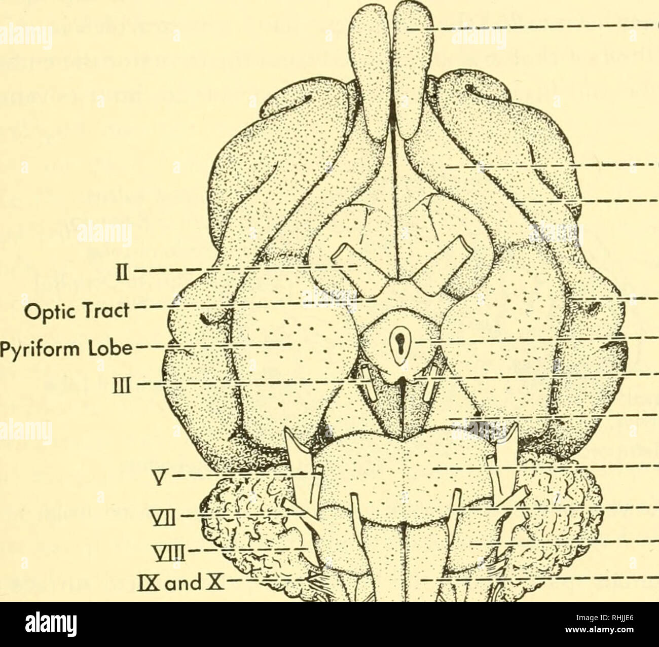 Kortikaler Bereich Stockfotos Kortikaler Bereich Bilder Alamy