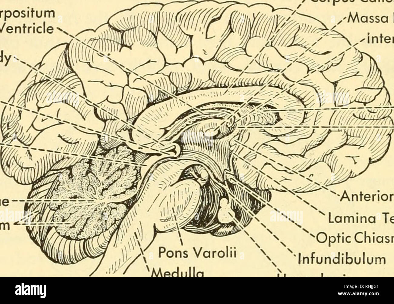 . Biologie der Wirbeltiere: eine vergleichende Studie des Menschen und seine tierischen Verbündeten. Wirbeltiere; Wirbeltiere -- Anatomie; Anatomie, Vergleichende. yo 8 Biologie der Wirbeltiere Velum Interpositum des Dritten Ventrikels Pineal Body Anterior Colliculus --4 Corpus Callosum, 'Massa Intermedia/^* vinterventricular Foramen^^^^^ ^ y-ICH^^ rA-- Septum Pellucidum r-fornix Posterior -^- vC Colliculus Arbor vitae Kleinhirn. Pons Varolii 'Medulla Oblongata Abb. 634. Medianen Sagittalschnitt durch das menschliche Gehirn. (Nach Toldt.)^ Anterior Commissure Lamina terminalis N vOpticChiasma Infundibulum Hypophyse Opti Stockfoto