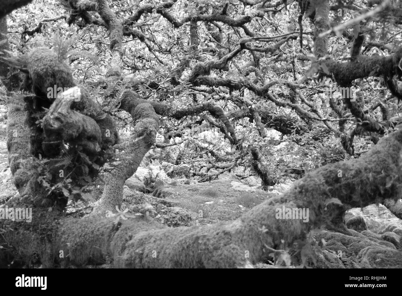 Twisted, knorrigen, gebremstes Moos bedeckt Trauben-eiche (Quercus pontica) Der Wistmans Holz. Dartmoor, Devon, Großbritannien. Stockfoto
