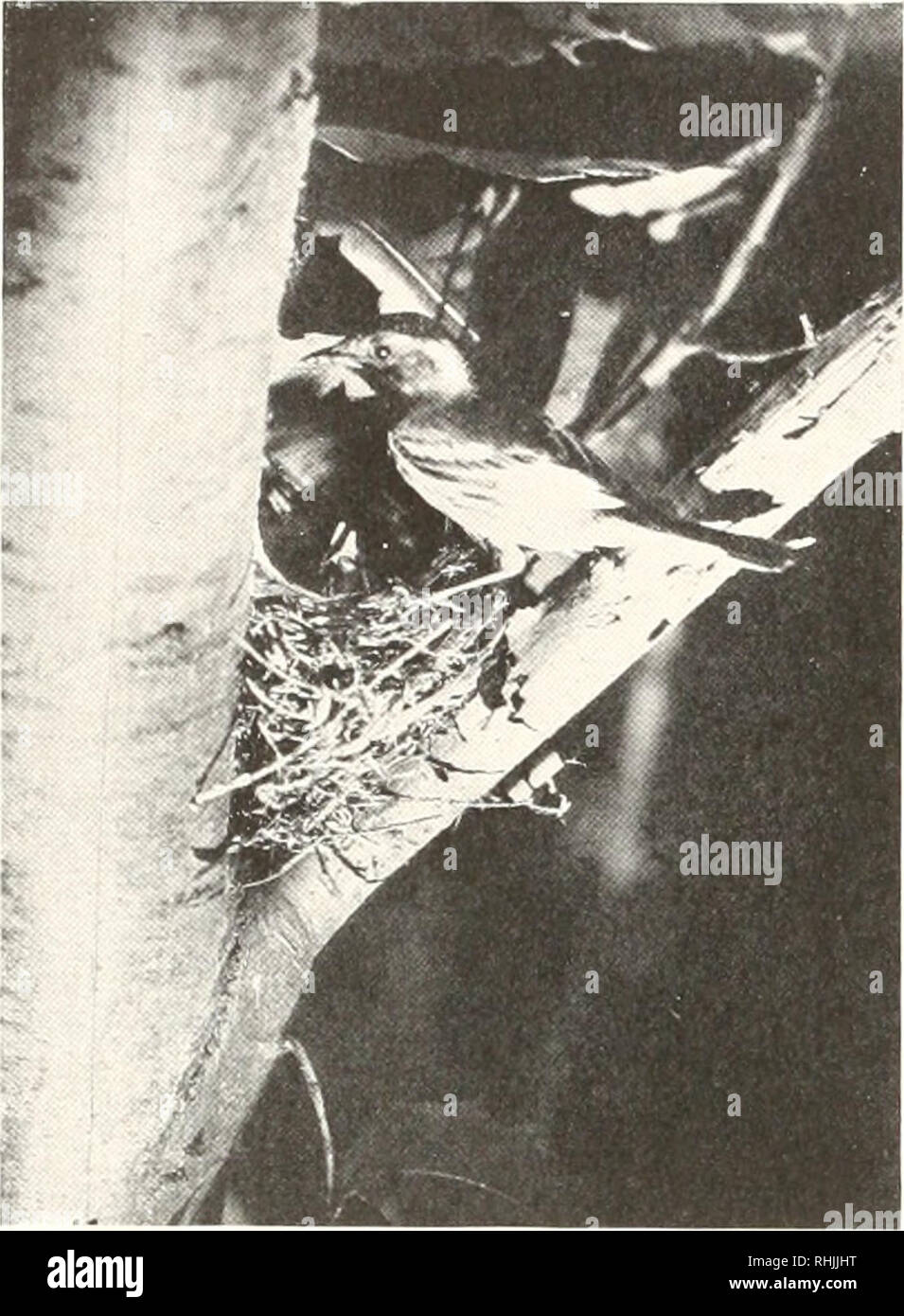 . Vögel von Amerika;. Vögel - Nordamerika. 144 Vögel von Amerika ist das Geheimnis der Kiefern und nicht leicht zu entdecken. In der Regel ist es auch in der Dicke der Nadeln, auf einige Zweig, hart auf den Boden sehen. Manchmal jedoch ist es in dicken Niedrige immergrüne Gewächse, Hütte, auch dort ist es nicht viel einfacher zu finden. Als. Foto von II. K. in Auftrag MÄNNLICH BLACK-THROATED GREEN WARBLER im Nest eine Hoy dieses Nest war meine Verzweiflung, und Ich war lange auf der Suche nach einer, im Schritt eines White Pine, neben dem Stamm, etwa 20 Meter hoch. Obwohl ein pensionierter forest Dweller, der Black-throated G Stockfoto