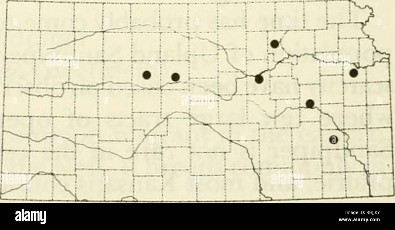 . Vögel in Kansas. Vögel - Kansas Identifikation. Eine montierte Anlage Muster des Eskimo curlew (Numenius borealis). Foto von Marvin D. Schwilling. Eskimo curlew Numenius Borealis (Forster) Status: Der Eskimo curlew, eine ehemals reiche Migranten durch Kansas, ist jetzt am Rande des Aussterbens. Aber genug Datensätze aus Nord- und Südamerika halten Auftauchen zu machen sein, Lieve, es muss eine kleine Zucht Bevölkerung noch vorhanden sein. 1982 in Cheyenne Bottoms Wildlife Management Area, Ed Martinez beobachtet eine kleine Curlew für mehrere Minuten. Der Vogel war offensichtlich zu klein f Stockfoto