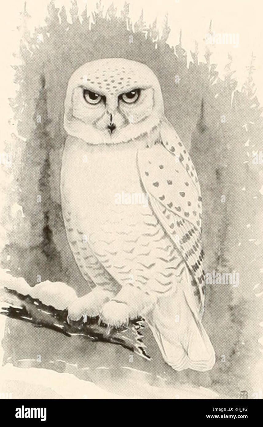 Vogel Von Amerika Vogel Nordamerika Ii 6 Vogel Von Amerika