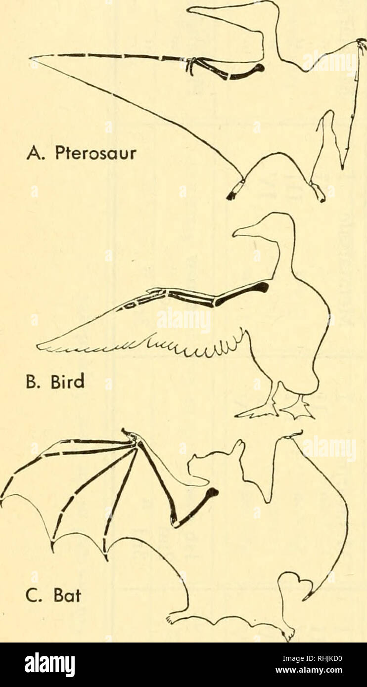 . Biologie der Wirbeltiere: eine vergleichende Studie des Menschen und seine tierischen Verbündeten. Wirbeltiere; Wirbeltiere -- Anatomie; Anatomie, Vergleichende. 630 Biologie der Wirbeltiere Pterosauren hatte eine enorm verlängerten vierten Finger, auf die sich die gestreckte Segel - wie Haut befestigt war, als Organ der Flug (Bild dienen. 560). Die ursprüngliche quadrupedal Charakter der Vögel ist in Nestlinge, die über das Nest jagt gesehen, mit Ihren unentwickelten anterior hautanhangsgebilde wie Beine (Abb. 180). Bei erwachsenen Vögeln vollständigen Emanzipation der vorderen Gliedmaßen aus terrestrischen locomo- erscheint mit ihrer extremen Stockfoto
