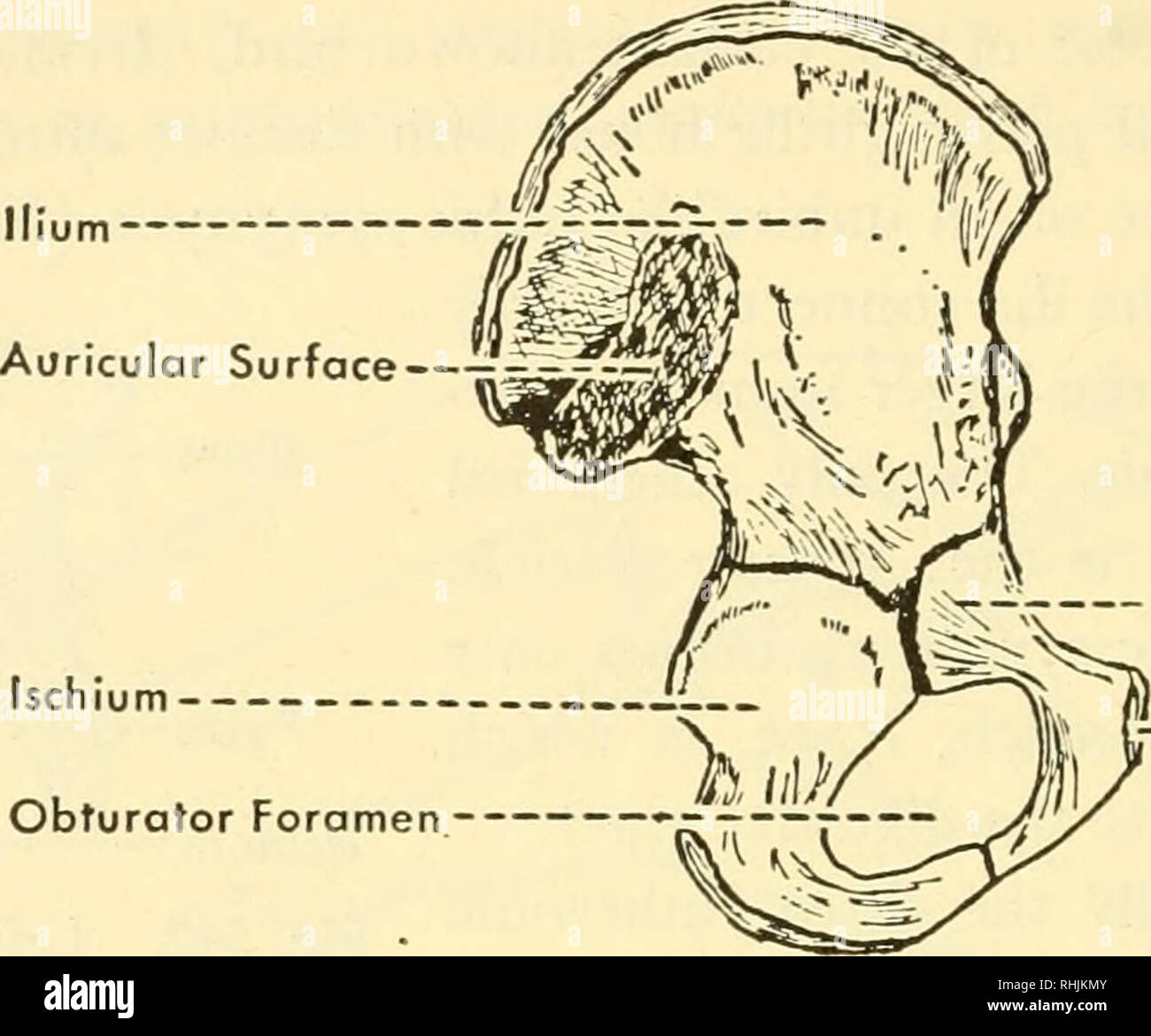 . Biologie der Wirbeltiere: eine vergleichende Studie des Menschen und seine tierischen Verbündeten. Wirbeltiere; Wirbeltiere -- Anatomie; Anatomie, Vergleichende. 6 i 6 Biologie der Wirbeltiere. Sitzbein Obturator Foramen Pubis" - Pubica Abb. 544. Die innere Oberfläche der Innominate Knochen eines Kindes von acht Jahren. (Nach Morris.) Tabelle IX a b c d s 12,7 cm 1 1.2 cm $ 14,5 cm 12,7 cm Der große Fan-förmige Ilium des Menschen artikuliert, in einem Ohr-förmige auricu-lar Oberfläche, mit dem Kreuzbein aus Fünf sakrale Wirbel und die Rippen gebildet. Die beiden Innominate Knochen, zusammen mit dem Kreuz- und Steißbein, bilden die Pe Stockfoto