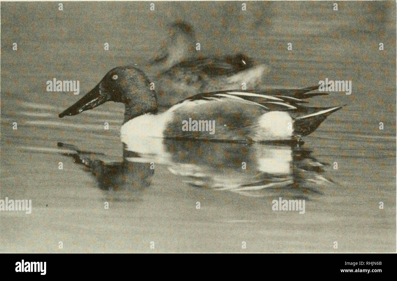 . Vögel in Kansas. Vögel - Kansas Identifikation. Enten 91. Einen erwachsenen Mann (Vordergrund) Northern Shoveler (Anas Clypeata). Foto: Frank S. Shipley. Northern Shoveler Anas clypeata (Linnaeus) Status: Der Northern Shoveler ist eine gemeinsame-zu-reiche Transiente national, ist leger im Sommer und im Winter selten. Zeitraum auftreten: Extreme Termine für vermuteten Transienten sind vom 1. März bis zum 5. Juni und 31. Juli bis 8. Dezember. Migration Peaks sind Mitte April und Anfang November. Zucht von Barton, Finney aufgezeichnet wurde, und Seward Grafschaften, und es gibt zahlreiche Midsummer records anderswo Stockfoto