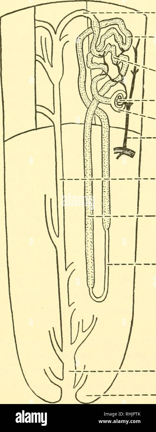 . Biologie der Wirbeltiere: eine vergleichende Studie des Menschen und seine tierischen Verbündeten. Wirbeltiere; Wirbeltiere -- Anatomie; Anatomie, Vergleichende. Abgeh, Apparat 433 tion der Röhre, bekannt als der proximalen Tubulus verworren, woher er Con-tinues um eine nicht glanduläre Haarnadel Kurve, henle Schleife, in eine zweite Dickwandig, geknickt, Glandulären teil, der distalen Tubulus verworren, die wiederum in eine Verwertungsgesellschaft Tubulus (Bild wird geöffnet. 364). Schließlich die sammeln. Anschließen des proximalen Tubulus - verworren Tubulus Distal gewundenen Tubulus Glomerulus Bowman's Capsule j-Interlobular Arterie sammeln Tubu Stockfoto