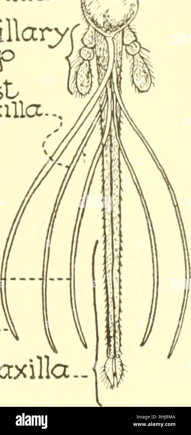 . Biologie; die Geschichte der Lebewesen. -) T7 axillar/palp/. Unterkiefer. ABR-bin. j Zweiter, oberkiefer die Kakerlake (links) und der weiblichen Moskitos (rechts) erben eine homologe der Mund Teile, die erheblich geändert werden, müssen die Bedingungen, die verschiedene Funktionen erfüllen. eingestellt. die Mäuse, um die bessere Chance, über und Ernährung sichern für notwendig, eine Tonne der proto-keimplasma stehen. Einige andere zufällige Vorschläge, Beispiele für strukturelle Adapta- tionen sind radial sym-metrie in sessile Ani - Mals, die histologische Struktur der Beinknochen angepasst Körpergewicht zu tragen, das handliche, prehe Stockfoto