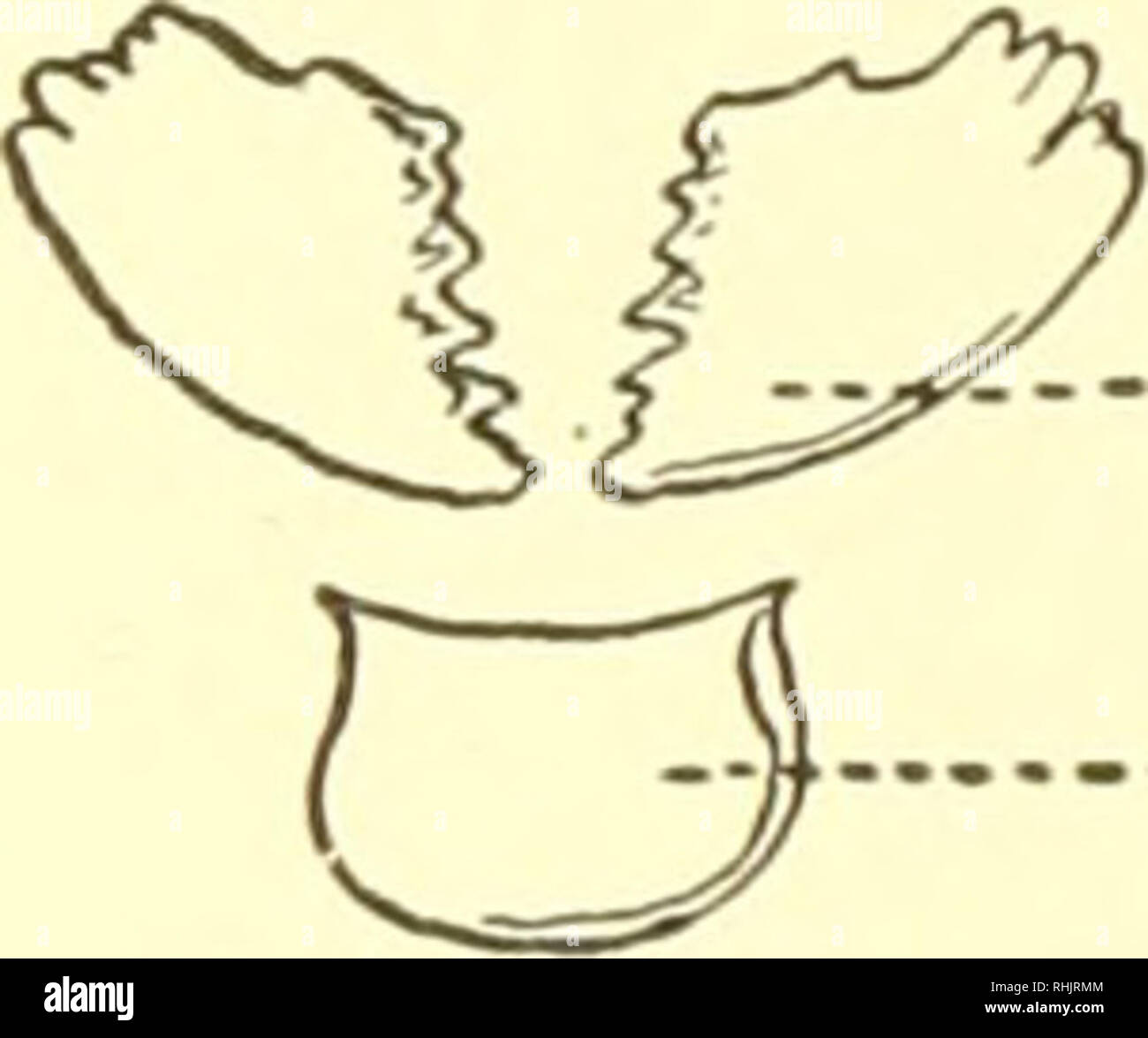 . Biologie; die Geschichte der Lebewesen. Das EPOS DER EVOLUTION/| 87 Die Größe eines Tieres kann in sich selbst sein, einen strukturellen Beitrag zum Erfolg im Leben. Ein Pferd, das wiegt eine Tonne und eine Tonne von Mäusen beide erfordern im Allgemeinen die gleiche Art und Menge der Nahrung, aber die.-..secor ^d y 77 Axilla maxillaris Ich palp - erste Oberkiefer.. -) T7 axillar/palp/. Unterkiefer. ABR-bin. j Zweiter, oberkiefer die Kakerlake (links) und der weiblichen Moskitos (rechts) erben eine homologe der Mund Teile, die erheblich geändert werden, müssen die Bedingungen, die unterschiedliche Funktionen erfüllen. Bitte beachten Sie, dass diese Bilder Stockfoto