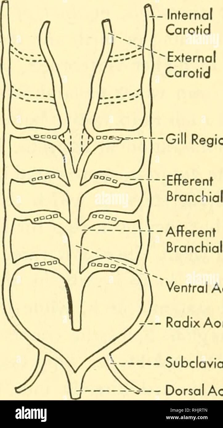 . Biologie der Wirbeltiere: eine vergleichende Studie des Menschen und seine tierischen Verbündeten. Wirbeltiere; Wirbeltiere -- Anatomie; Anatomie, Vergleichende. Interne I "ransportation 365 Die üblichen embryonalen Anordnung Dieser Branchial arterielle Gefäße, wie in Abbildung 301 dargestellt, können getroffen werden, als Ausgangspunkt für die Anpassungen in den verschiedenen Wirbeltieren Unterricht zu folgen. Es wird gesehen werden, dass die Branchial Loops nicht direkt mit den wichtigsten dorsalis herstellen, aber zuerst melden Sie mit zwei kleineren Blutgefäße, der radices aortae, die sekundär, wie die Konvergierenden Arme der Buchstaben T, m Stockfoto