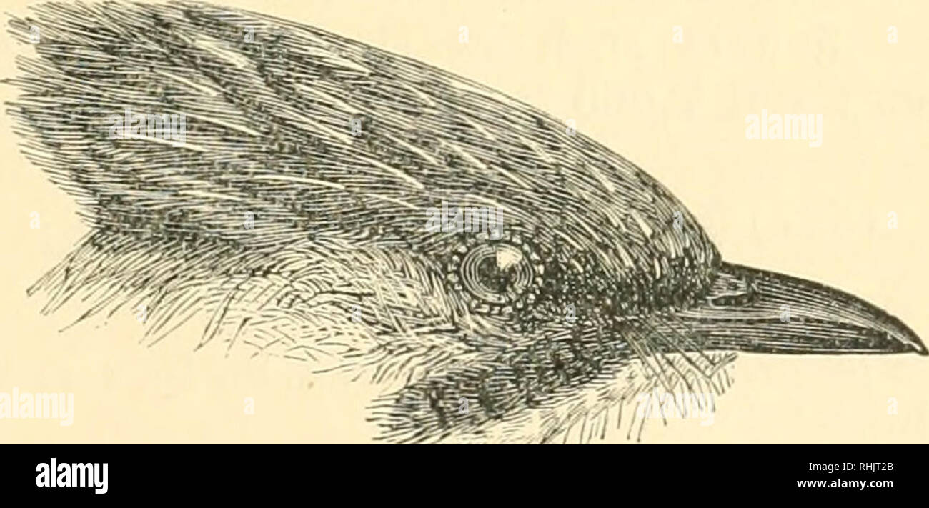 . Vögel. Vögel. IXOPS. mi Gattung IXOPS Hodgson, 1844. Die Gattung Ixops sehr nahe bei Acthiodura, unterscheiden sich lediglich in der einen vergleichsweise kürzeren Schwanz und die Schwanzfedern weniger graduierte. Arten dieser Gattung erweitern aus Nepal eastwai 'ds zu Eormosa. Im Falle dieser Gattung Es ist nicht leicht zu entscheiden, ob die verschiedenen Formen als Arten oder Unterarten behandelt werden sollten. Es gibt vier ganz unterschiedliche Vogelarten, in dem das Material verfügbar preseiit zeigt keine intergrading. Diese rufous-breasted Vögel, 1x gestreift und eine unstriped, eine dritte gestreift grau Vogel und eine vierte mit einem grauen Stockfoto