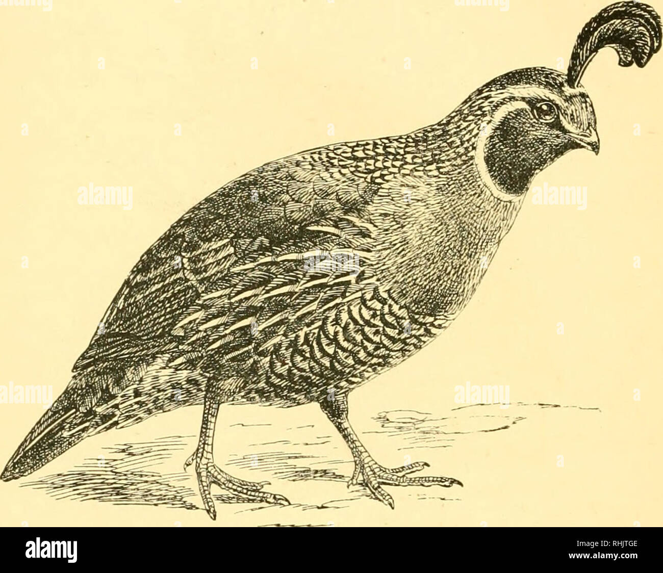 . Vögel: die Elemente der Ornithologie; mit 174 Abbildungen, davon 140 Originalzeichnungen. Vögel, Vögel. Elemente der OENITHOLOGT ganze Welt. Seine giaut cousiu, der Auerhahn (Tetrao uro - (/allus), reicht von Skandinavien und den ISiberiau Tal der Yenesay zum Altai Gebirge, die Alpen und die Pyrenäen. Ein toller Kontrast zu den arboreal polygam, wilde Caper - cailzie, dass Vertraute denizen unserer home-Felder - der Gleichheit - tridge {Perdix cinerea), die treu Paare mit seinen sanften Mate für das Leben. Seit mehr als hundert Jahren hat einen ungleichen Wettbewerb mit der aufrecht zu erhalten Stockfoto