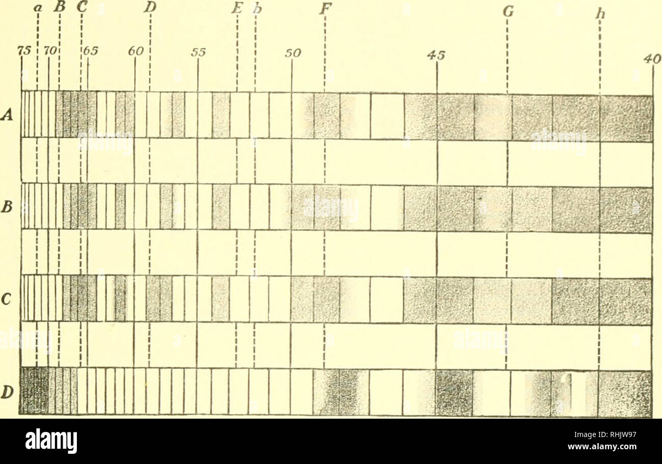 . Biologie; die Geschichte der Lebewesen. Die HOIJ -: Von r. REF ^. N PLVNTS 257 Strahlen von größeren und kürzere Länge sind auch an eaeh Ende des Spektrums gefunden, die die ultravioletten und infraroten Bereiche. Die Hitze von Lichtstrahlen variiert, größere Ijcing am r (&gt;d Ende des Spektrums. Da alles Leben hängt von diesem I' Firma Adiant Energie, deren Quelle ist die. 1 z^4 I n m EA, wenn ein grünes Blatt befindet sich in dem Pfad, der von Licht, das durch ein {platziert) risni. dunkle Streifen erscheinen, aufgrund der teilweisen oder conipleh^ Blockieren der Lichtenergie. Diese sind in den Absorptionsspektren oben gezeigt. 4, Chlorophyll von Alliumi Stockfoto