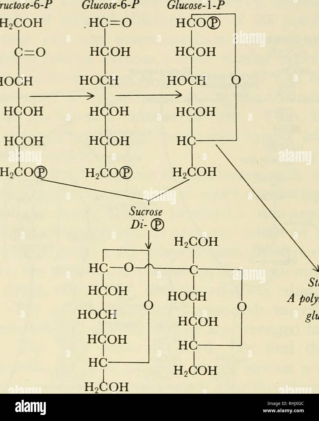 Biophysikalische Wissenschaft Biophysik 370 Photosynthese 20 5 Schritte Bei Der Atp Und Pnh Verwendet Werden Sind Die Die Nutzung Von Freier Energie Letztlich Aus Der Absorption Des Sichtbaren Lichts Abgeleitet