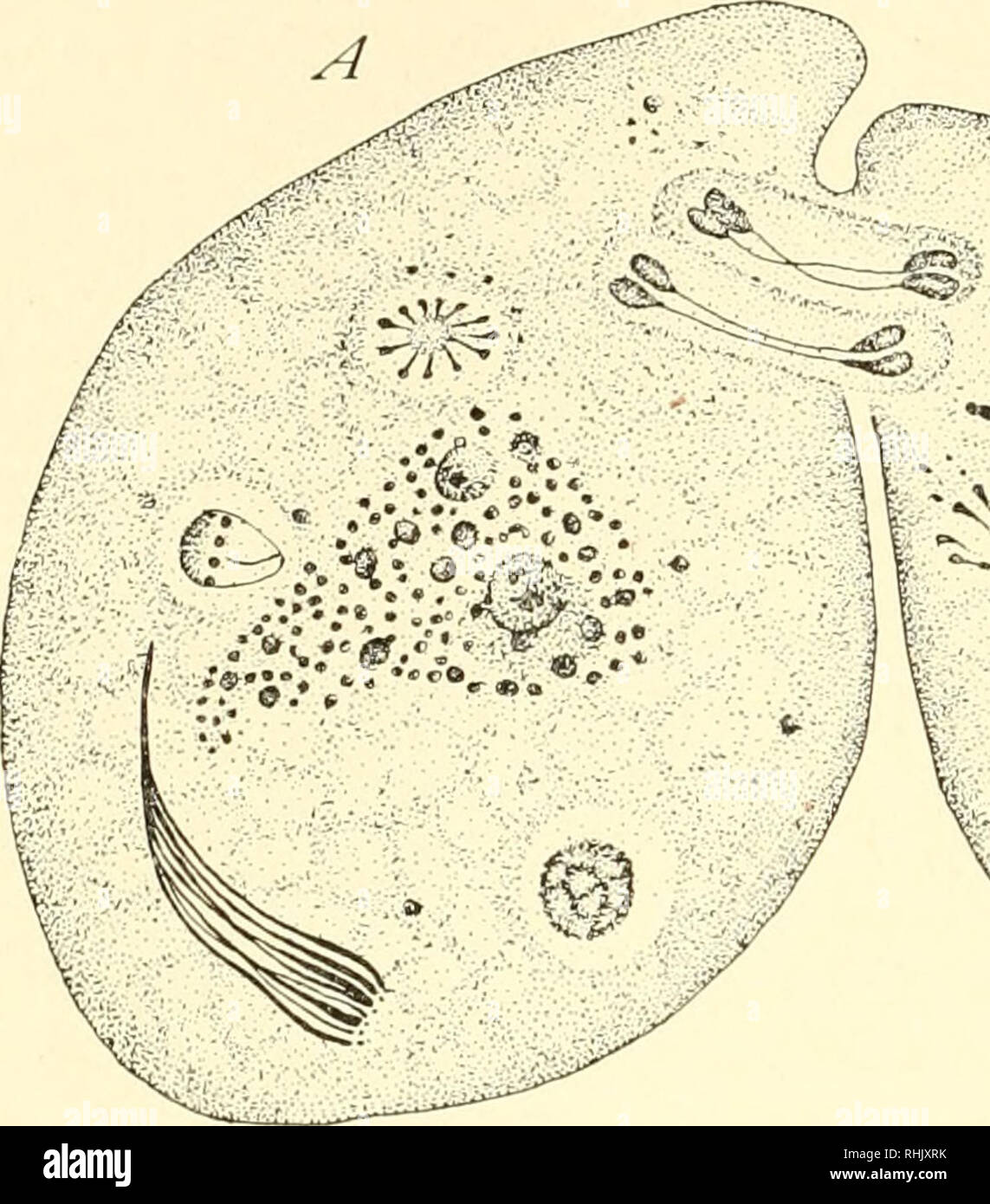 . Die Biologie der Protozoen. Protozoen; Protozoen. 582 BIOLOGIE DER PROTOZOEN im Allgemeinen mit Ausnahme der CMlodon uncinatiis beschrieben durch MacDoiigall (1925). Das Rennen der Parameciuin mit einer erhöhten Anzahl der kontraktilen Vakuolen beschrieben durch Hance (1917) erweisen, um ein weiteres Beispiel zu werden; oder Änderungen in der Organisation des Para-. Bitte beachten Sie, dass diese Bilder sind von der gescannten Seite Bilder, die digital für die Lesbarkeit verbessert haben mögen - Färbung und Aussehen dieser Abbildungen können nicht perfekt dem Original ähneln. extrahiert. Stollen, Gary N. (Gary Nathan), b. 1869. Philad Stockfoto