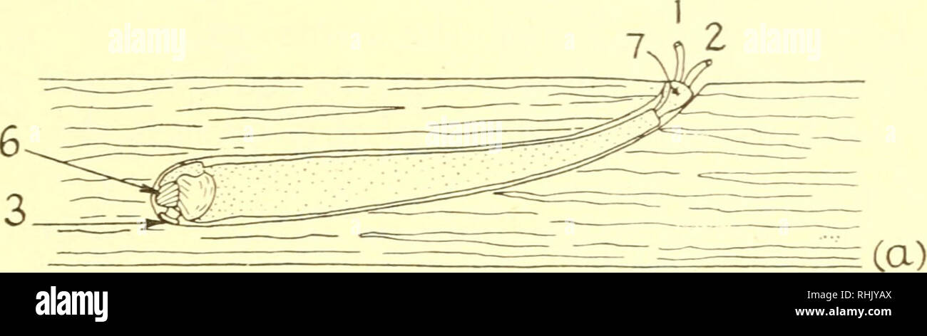 . Die Biologie der Meerestiere. Marine Tiere; Physiologie, Vergleichende. Skelette, UNTERSTÄNDE UND SPEZIELLE VERTEIDIGUNG 659 Es ist unter lamellibranchs, dass die grössten und effizientesten rock-borers angetroffen werden. Die Familie Pholadidae enthält eine Reihe von Formularen, die in den verschiedenen Arten von weichen Felsen, Shell und Holz leben. Die piddock Pholas dactylus ist eine ziemlich große Arten, die manchmal eine Länge von 15 cm erreicht und macht gräbt bis zu 30 cm lang (Abb. 15.14). Es Bohrungen gleichgültig in ein. : • •; Y" • • •. Bitte beachten Sie, dass diese Bilder extrahiert werden aus der gescannten Seite Bilder, haben können. Stockfoto